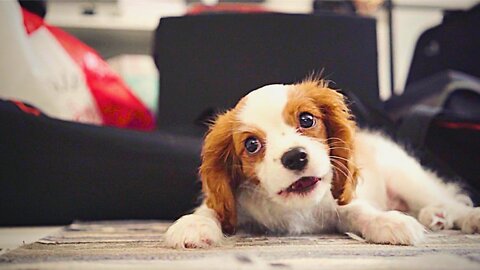 A Dog Eating Some Food