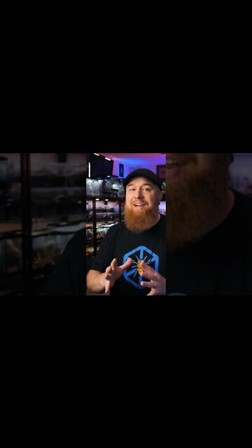 How to RESEARCH Tarantula Care Online!