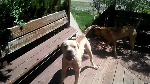 Golden dog attack sparks concerns about other attacks, measures taken to control dangerous animals