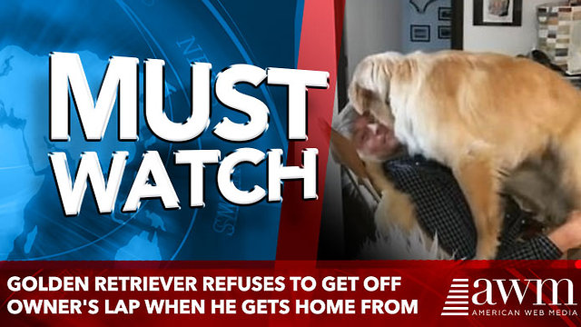 Golden retriever refuses to get off owner's lap when he gets home from