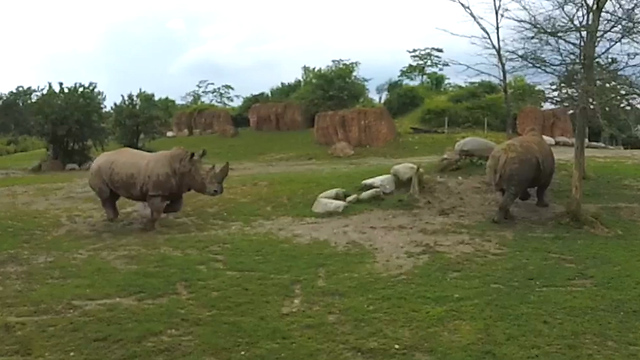 Massive white rhino with huge horn bluff charges another rhino