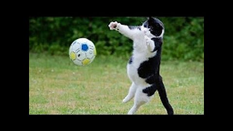 TRY NOT TO LAUGH OR GRIN - Funny Cat & Dog