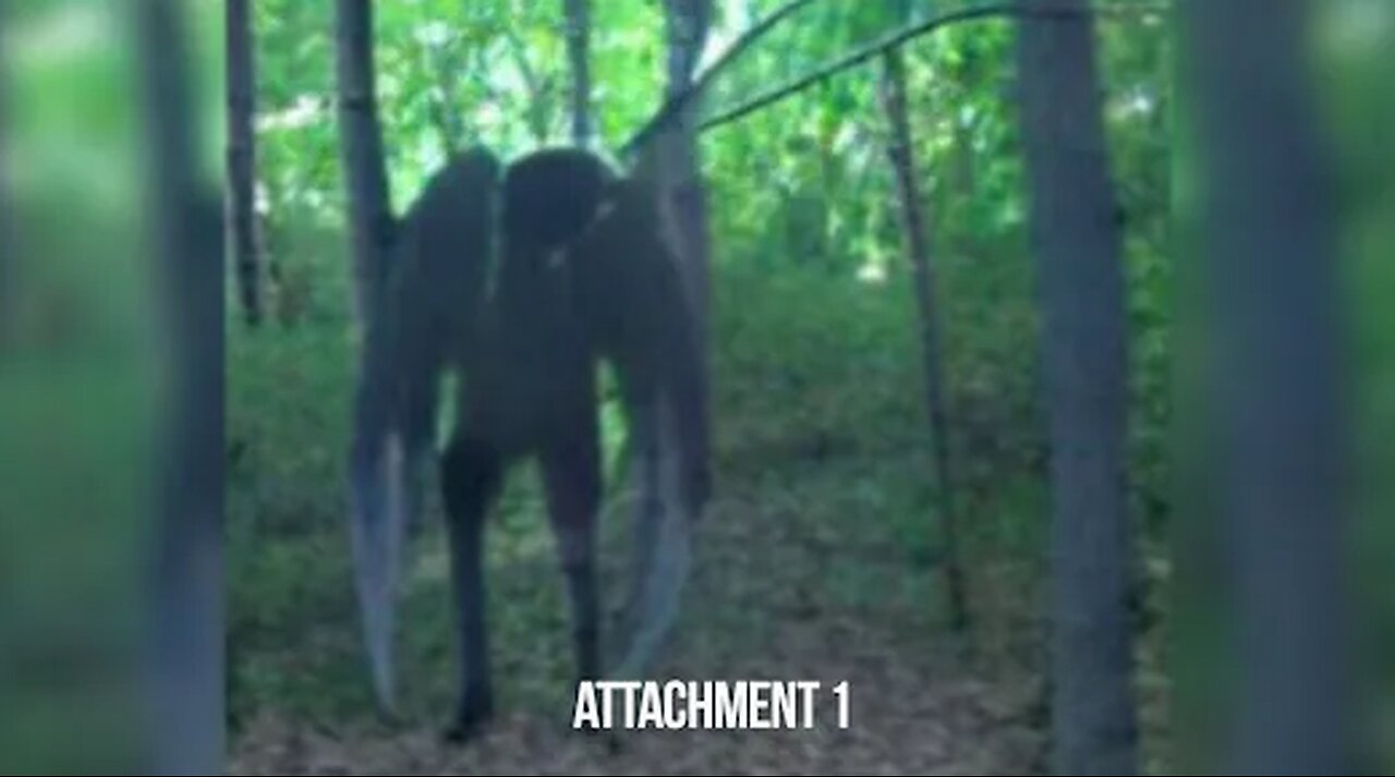 Teenagers See Mothman in Forest Park, IL