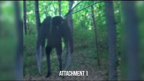 Teenagers See Mothman in Forest Park, IL