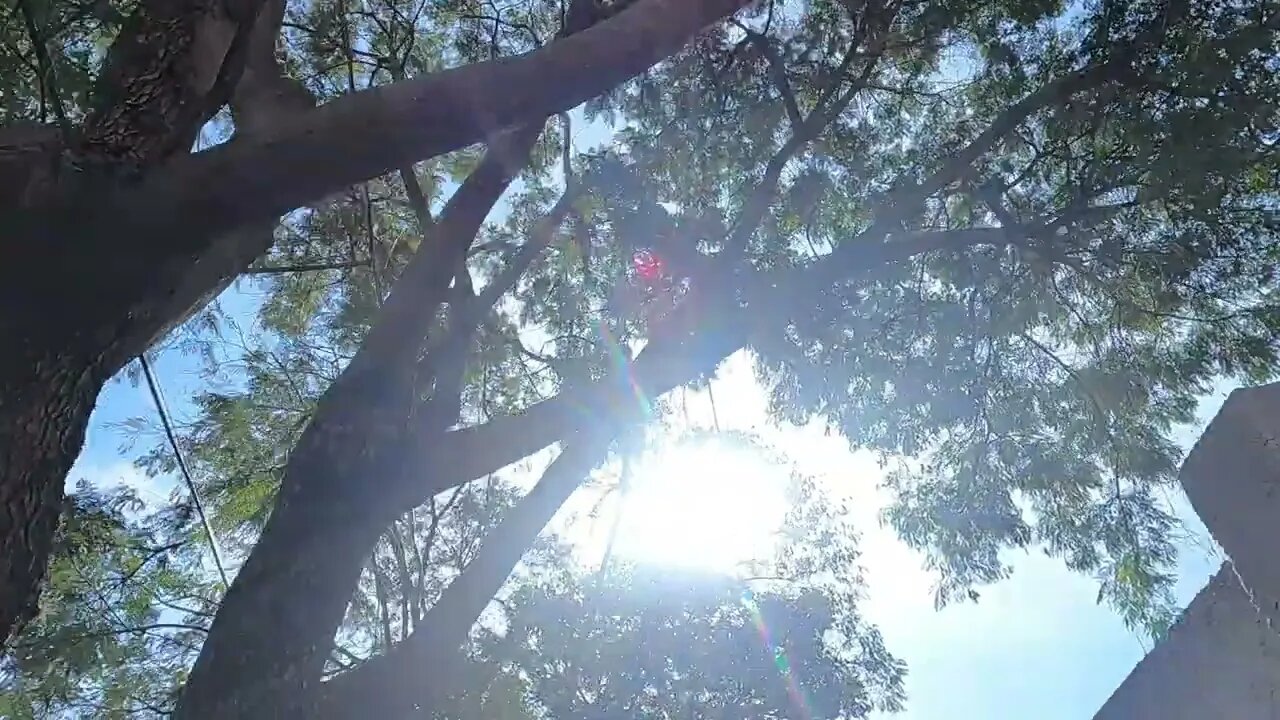 GoPro Sol pela árvore (versão editada)