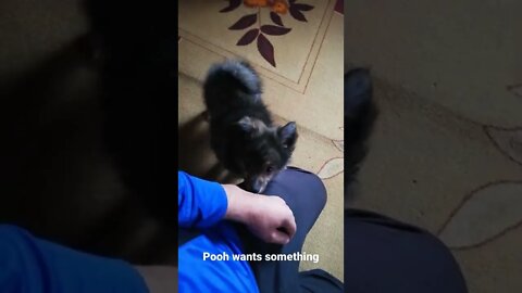 The little fluffy🐕Funny dog🐕Beautiful dog 🐕# shorts