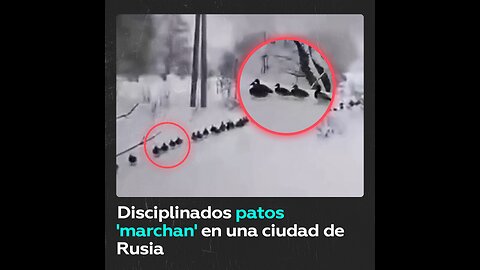 Un centenar de patos avanzan en línea recta por un camino en la ciudad rusa de Kaluga