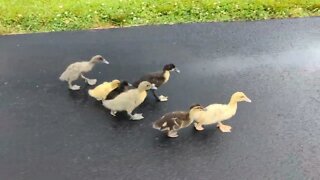 Baby Ducklings race!