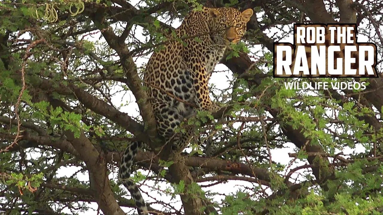 Leopard With A Gazelle Meal In A Tree | Leopards Of The Mara | Zebra Plains