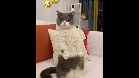 Aww! Funny cute cat video compilation