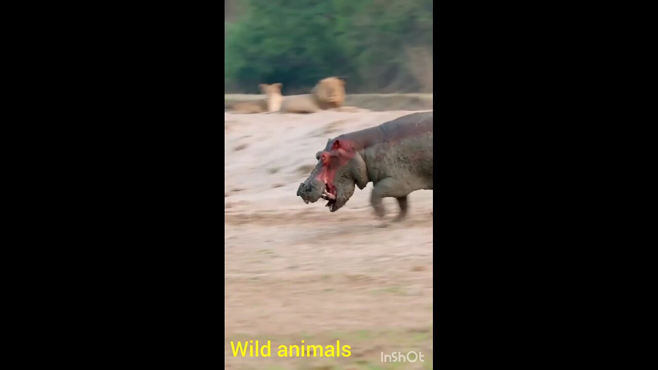 wild animals danger life