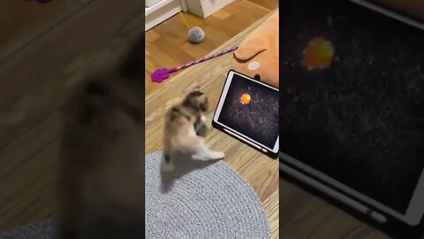 Kitty Gamer Got Mad Skillz