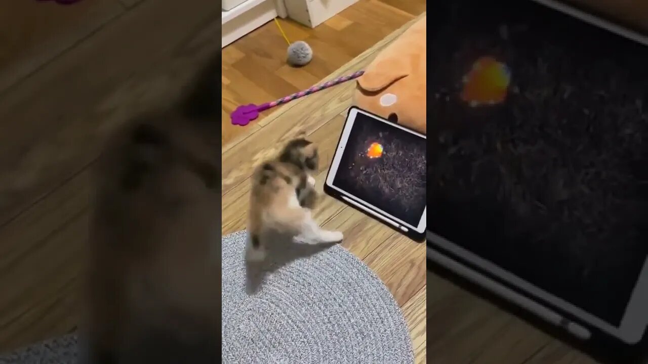 Kitty Gamer Got Mad Skillz