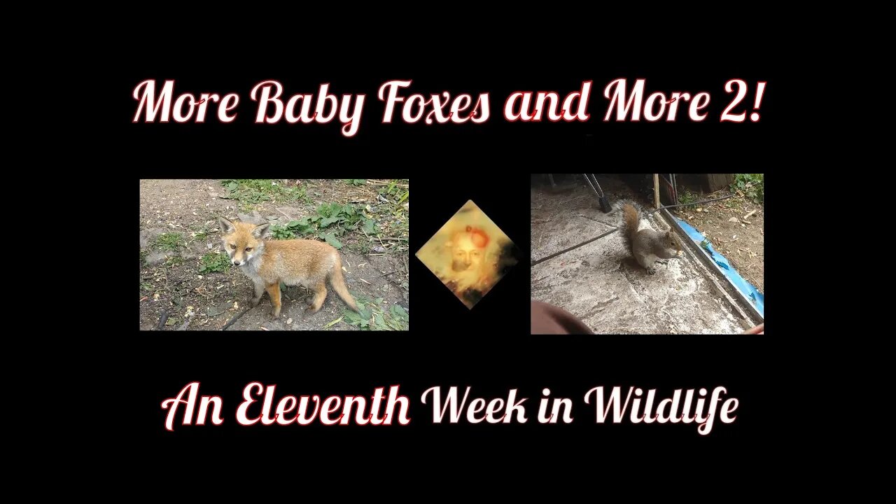 An Eleventh Week In Wildlife : More Baby Foxes and More 2 !