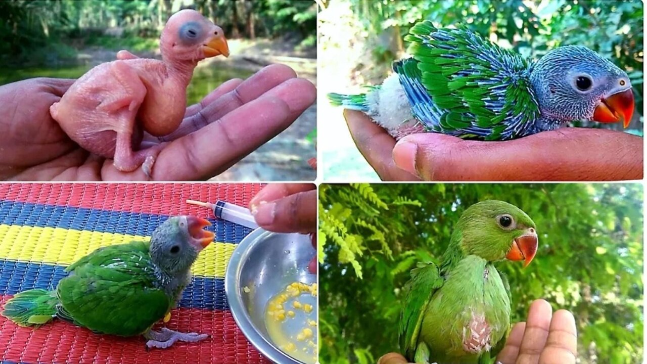 GROWING INDIAN RINGNECK BABIES ringneck parrot 🦜 states