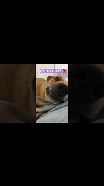 Retired farm dog ❤️