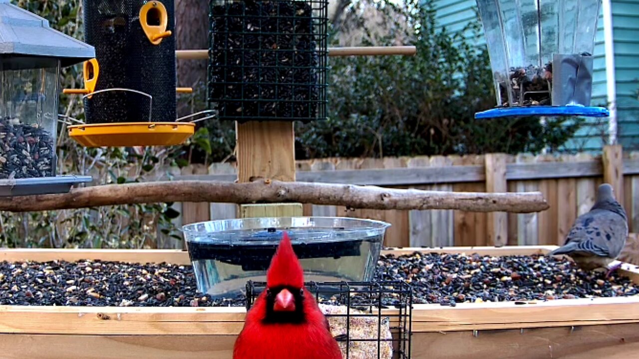 Relaxing Live Bird Cam