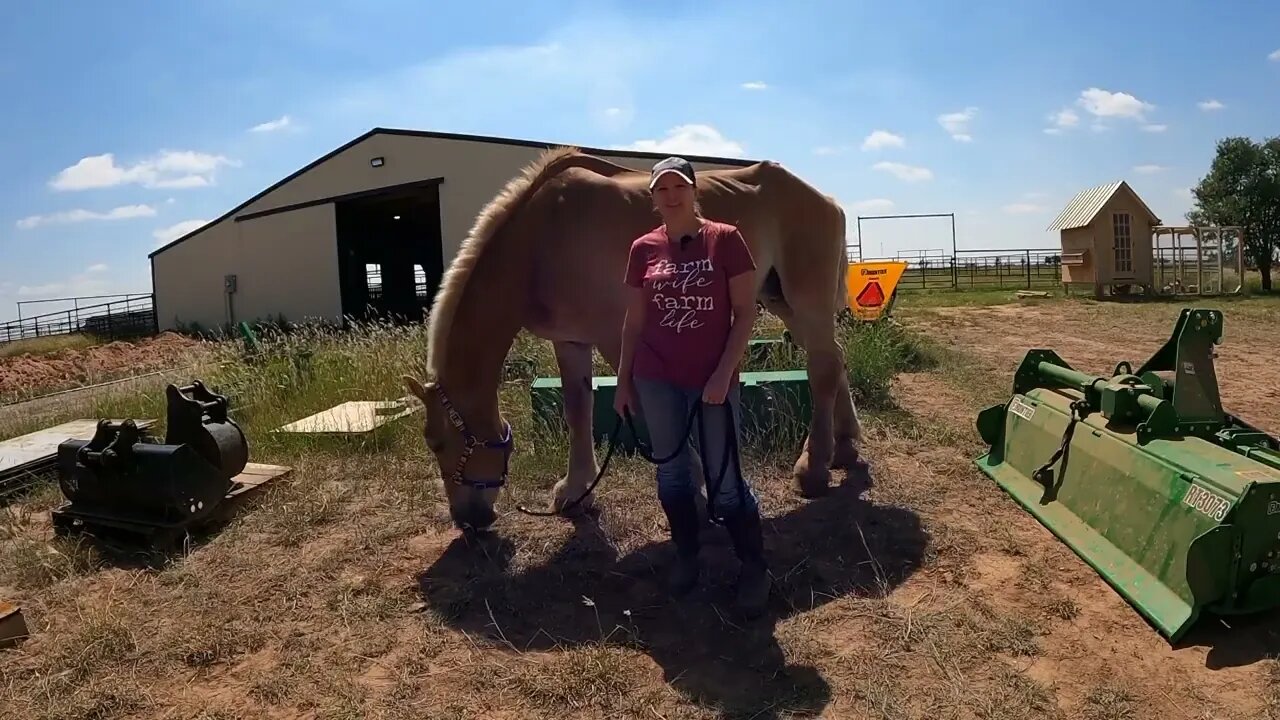 Rescued Belgian Draft Horse saved from slaughter - 3 week update on Anna Ep.31