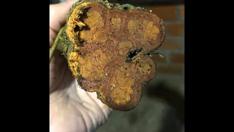 Update from the Amazon!