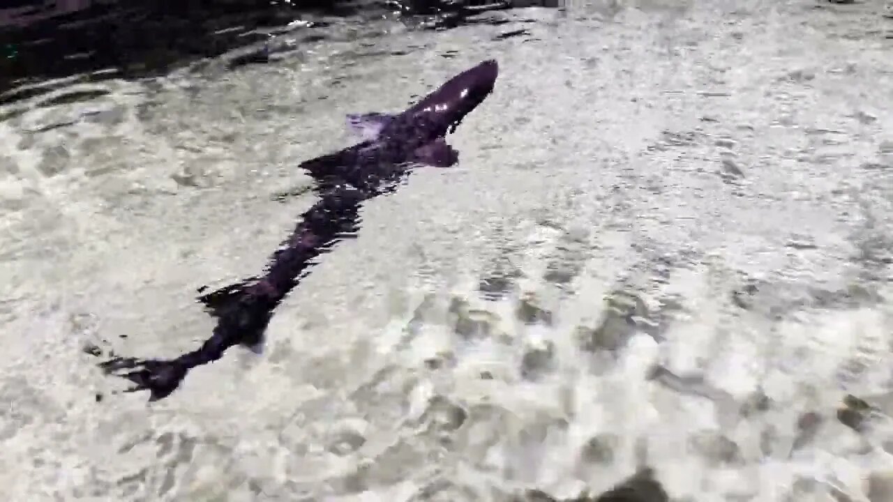 Grey Smooth Hound Shark Species In Underwater 2