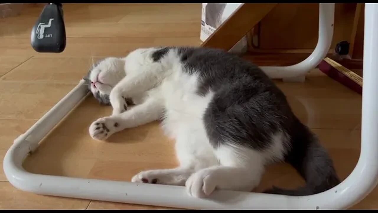 Baiyi Dollar$ Cat - Moments 3 #catshorts #catsofyoutube #catslover #cats