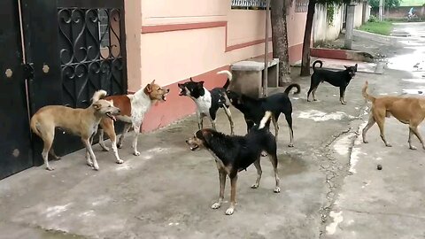 🐕 and terming dog
