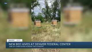 New residents at Federal Center -- bees