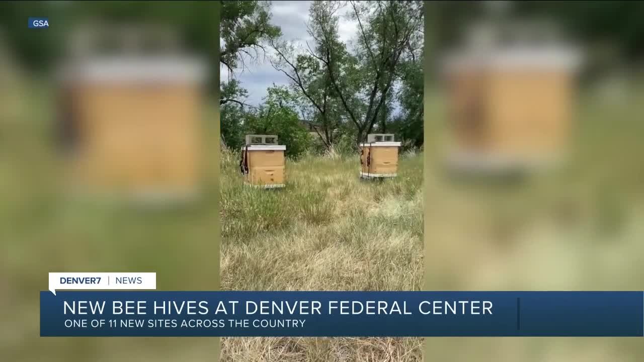 New residents at Federal Center -- bees