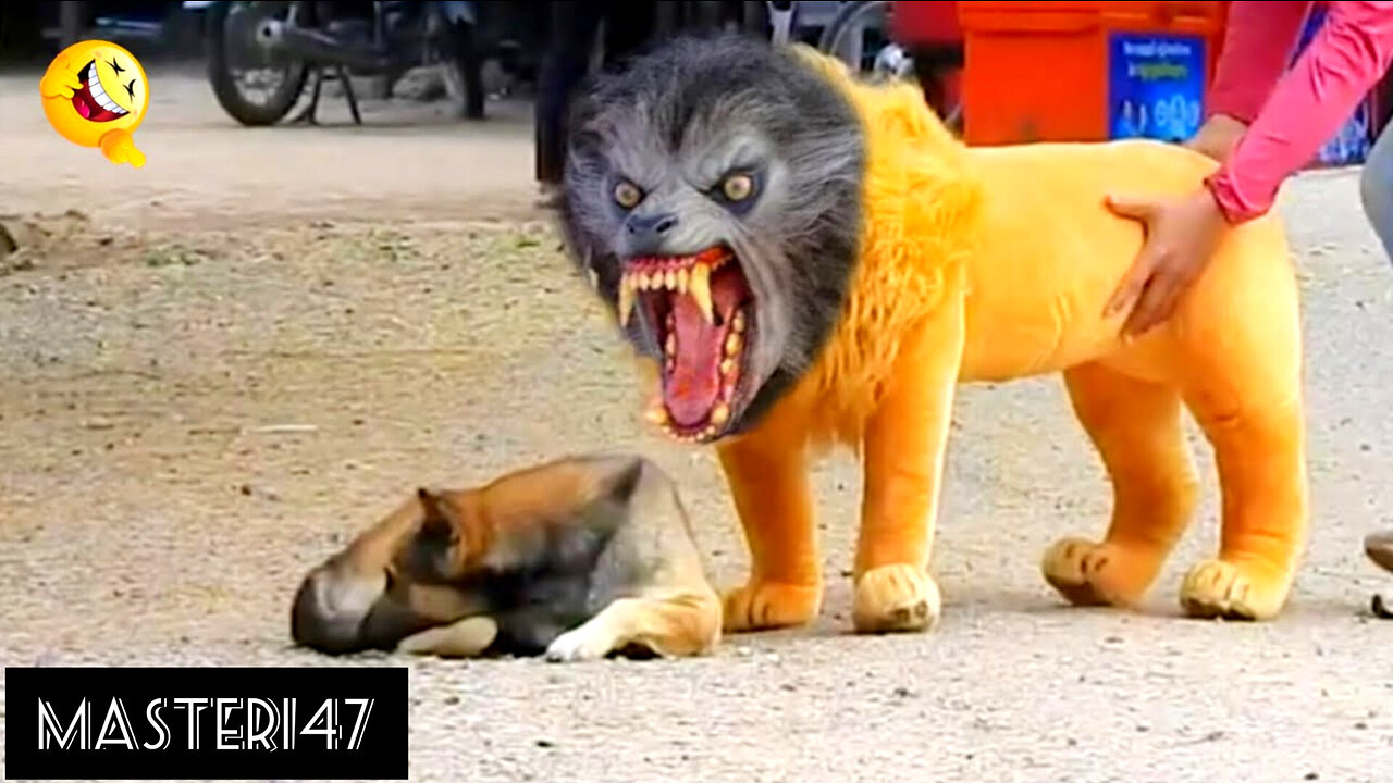 Troll Prank Dog Funny & fake Lion and Fake Tiger Prank To dog & Huge Box Prank to dog