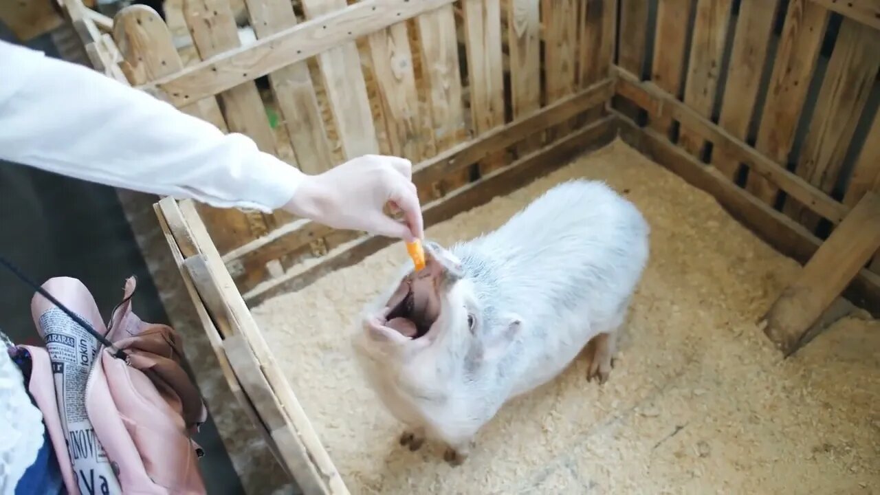 Girl feeds the spotted pig in the petting zoo