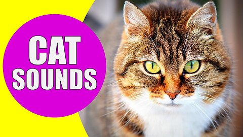 SOUNDS THAT ATTRACT CATS - FUNNY ANIMALS