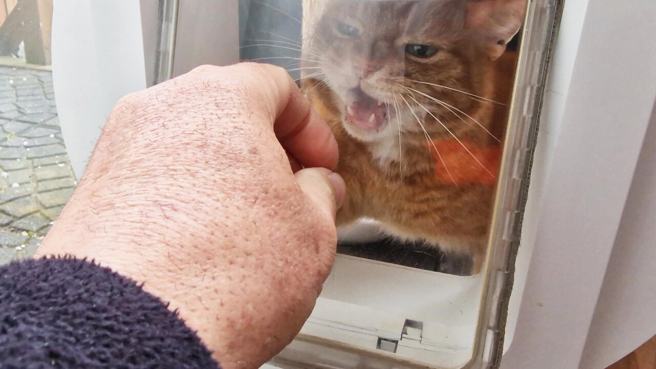 Evil kitten Elvis first he attacks me and then he wants food