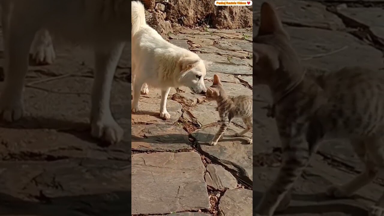 Cat And Dog Fight 😂 😍 #shorts #dog #dogfight #cat #catanddog #catplaying #funny #cute #puppy