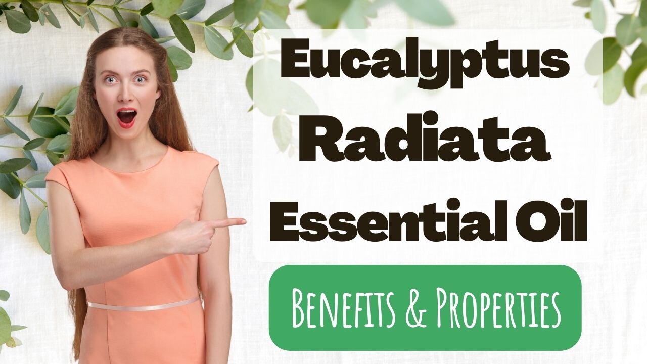 Eucalyptus Radiata Essential Oil - The hidden gem of the plant world.