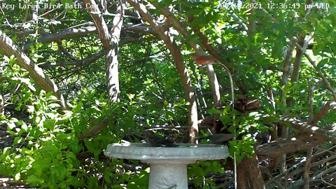 Red-Wing Blackbird bath time!