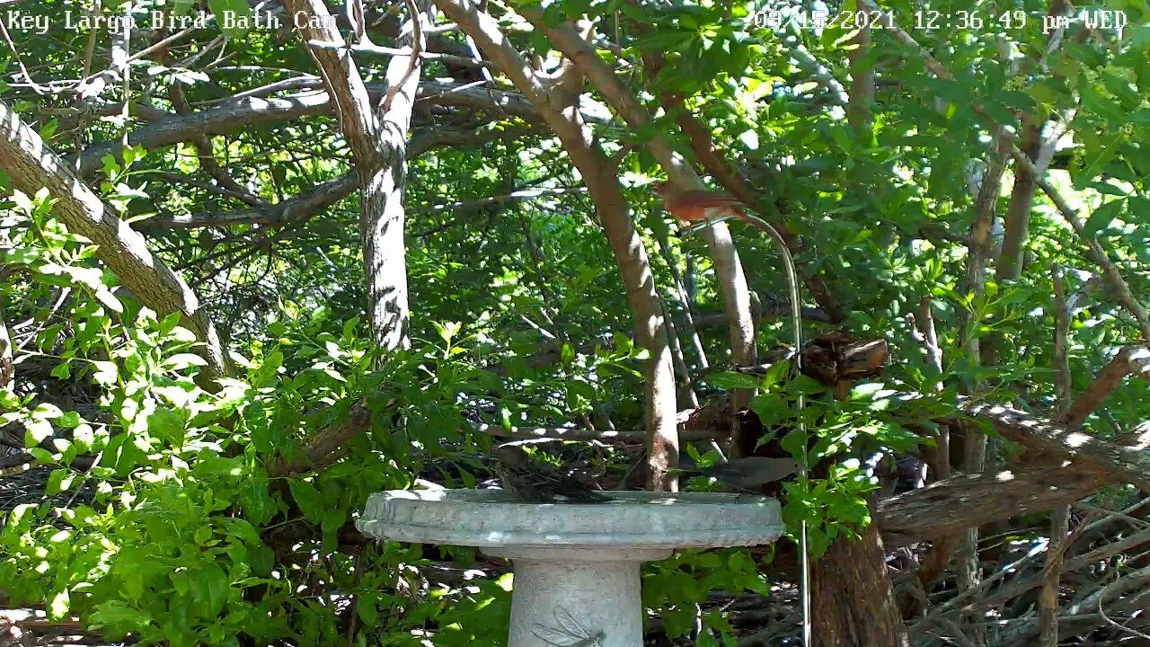 Red-Wing Blackbird bath time!