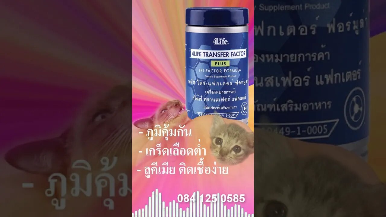 ทรานสเฟอร์ แฟกเตอร์ แมว