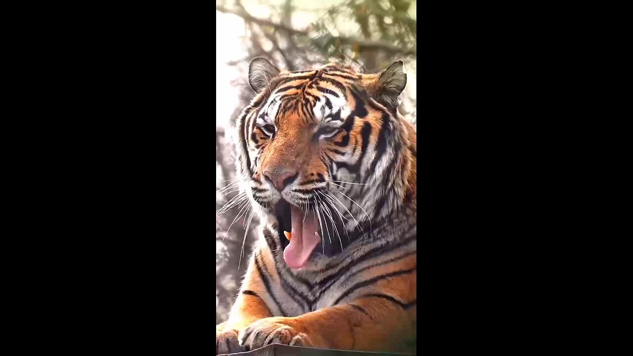 Super Animal 🐅🦁🐫shorts video