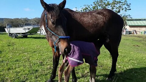 Tuppy and Dyani 1 day old