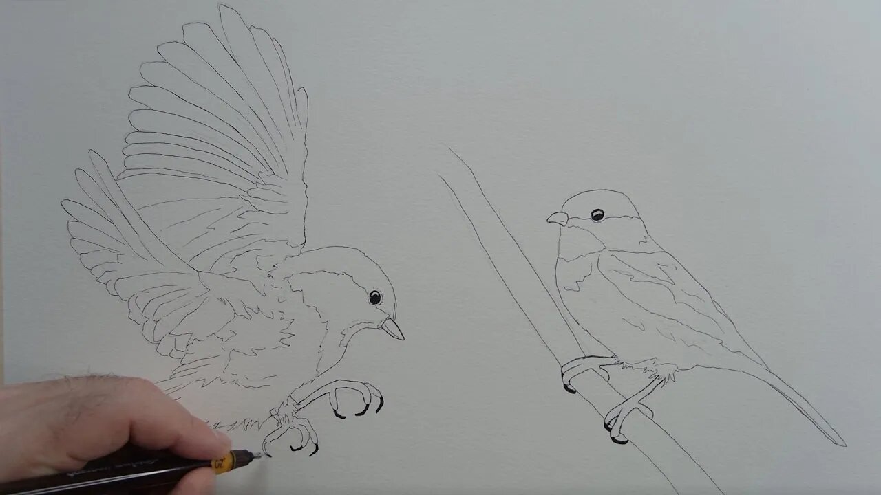 Drawing Chickadee Birds - Narrated How To Tutorial Coming Soon