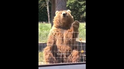 CUTE BEAR CATCHING BREED AND THANKING ☺️😄