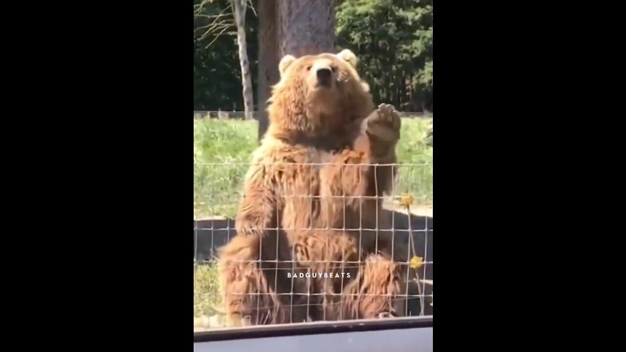 CUTE BEAR CATCHING BREED AND THANKING ☺️😄