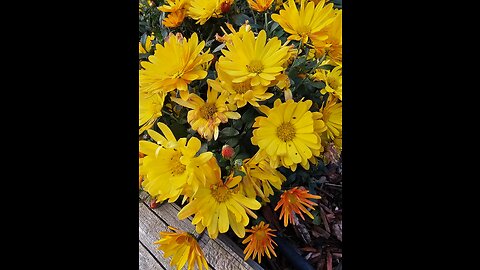 Flowers For The Holiday From Petunia