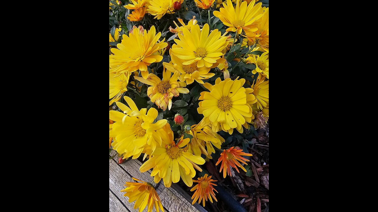 Flowers For The Holiday From Petunia