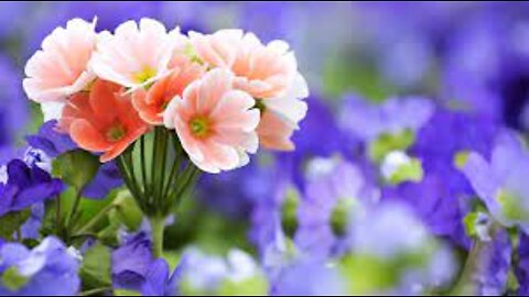 Blooming Flowers Time Lapse for Relaxation Soft Piano Music