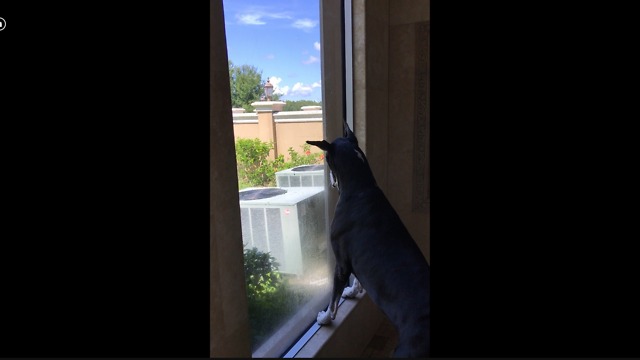 Funny Great Dane Squirrel Watches in the Shower