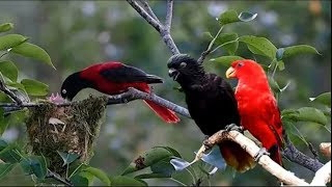 Nature And Wildlife Video - Bird and animal is beautiful creature on your planets.