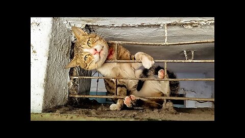 The Cat's Head trapped in Metal Shop Window