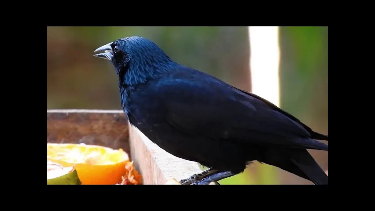 Melhor Canto de Pássaro Preto (Graúna) Canto Coqui Coqui - (Gnorimopsar Chopi)