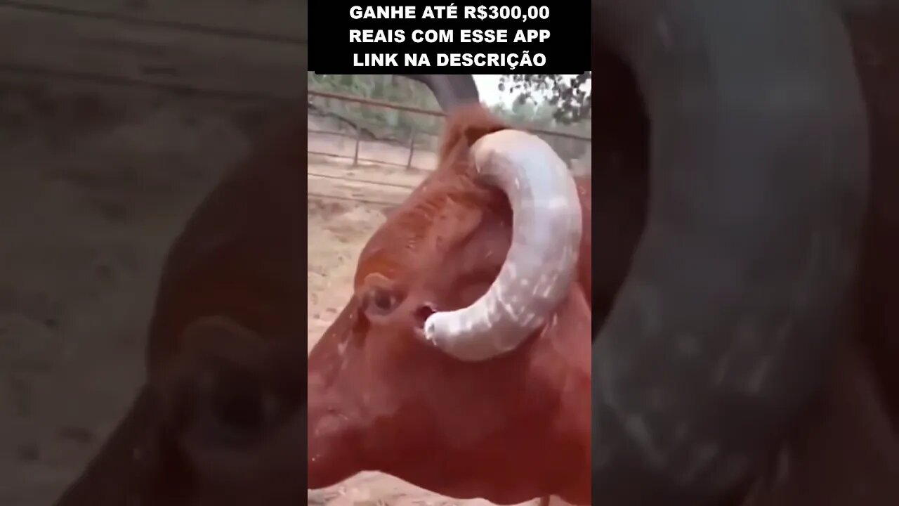 o chifre estava machucando esse pobre animal 😢😢😢